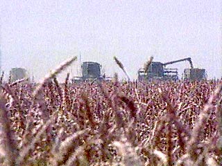 В России собран рекордный урожай зерна