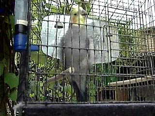 Из немецкого зоопарка пропали шесть вежливых попугаев