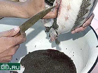 По данным Всемирного фонда дикой природы, осетровые рыбы в России находятся на грани исчезновения. Основная причина такого бедственного положения вещей - браконьерство