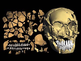 Во французском музее найден пропавший скелет младенца-неандертальца