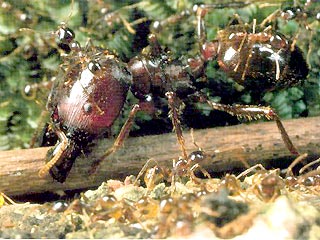 Британские ученые обнаружили "крестную мать-муравьиху", использующую тактику мафиози