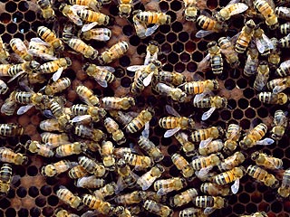 Пчелиная армада посеяла панику в больнице финского города Савонлинна