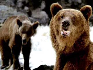 В тайге под городом Усть-Илимском медведи-людоеды загрызли насмерть молодого мужчину-грибника