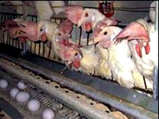 Британцы ежегодно употребляют в пищу 800 млн. кур и съедают за завтраком яйца 40 млн. кур-несушек