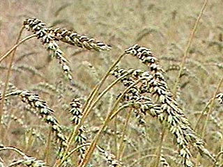 Зерновые интервенции намечены на октябрь