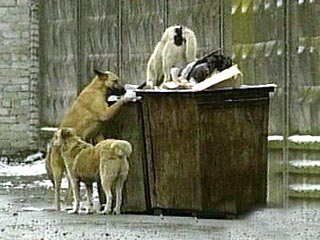 В Пензе бродячих собак используют в качестве информационных щитов "Лукойла"