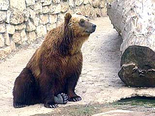 На Камчатке раненый медведь обосновался в туристическом лагере