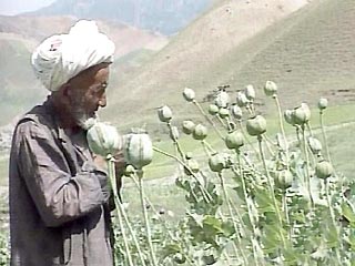 Эксперты ООН прогнозируют резкий рост производства зелья в Афганистане в этом году