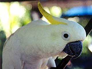 На Украине таможенники сожгли 14 белых попугаев