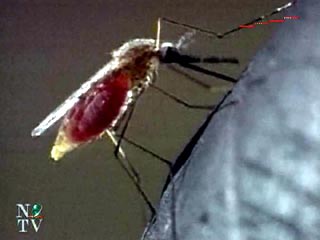Ученые расшифровали генетический код вируса малярии