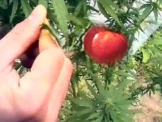 Конопля с помидором какую марихуану лучше выращивать