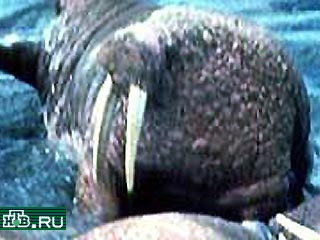 10 моржам Московского зоопарка будут лечить зубы