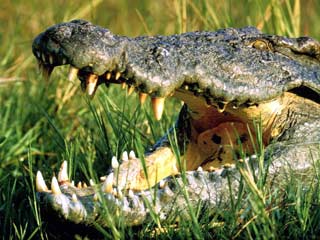 В Австралии в результате нападения крокодила погибла туристка из Германии