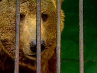 В Новосибирском зоопарке медведь откусил женщине руку