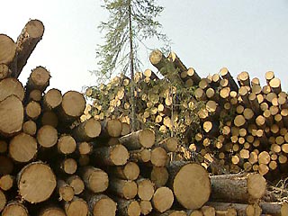 Борьба между "Базовым элементом" и "Илим Палп" за лесные комбинаты начинается заново