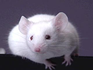 Ученые вывели мышь, которая не испытывает ни голода, ни усталости