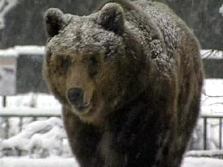 Пять медведей московского зоопарка предвещают оттепель
