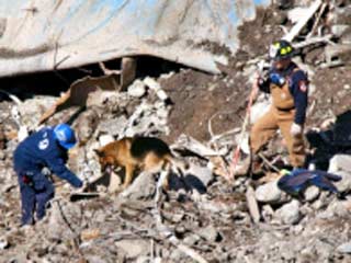 Утром 11 сентября около 300 собак вместе с полицейскими, пожарными, спасателями приняли участие в поисках людей, погребенных под развалинами двух небоскребов
