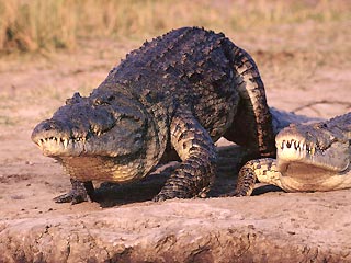 В Австралии засуха мешает крокодилам заниматься сексом