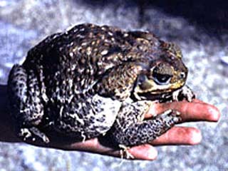 В Голландии наркоманы украли из зоомагазина галюциногенных жаб