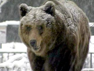 Медведи московского зоопарка легли в зимнюю спячку
