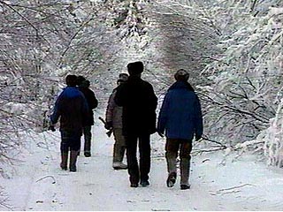 В Новосибирске из-за трескучих морозов приостановлена заготовка новогодних елок