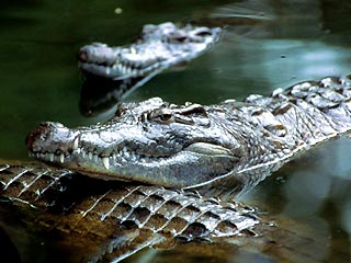 В Замбии пройдет перепись крокодилов