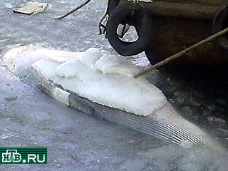 Во Владивостоке, в заливе Петра Великого, обнаружен погибший кит-полосатик