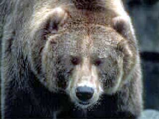 На 16-летнего жителя села Загорное Яковлевского района Приморья напал медведь-шатун