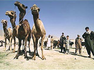 В Пакистане задержаны верблюды, груженные тонной опиума