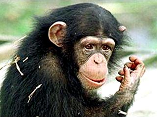 Шимпанзе могут придумывать слова