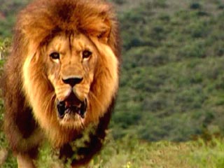 В Африке стая львов убивает людей