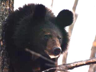 В Хабаровском крае застрелен гималайский медведь-убийца