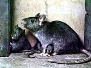 В Португалии крысы утроили пробку на дороге
