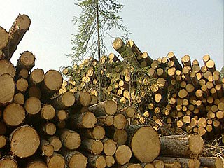 Предприятия компании "Илим Палп Энтерпрайз" за 2002 год заготовили рекордное количество древесины
