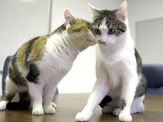 Кошка Радуга(слева) вылизывает своего клона Сисис