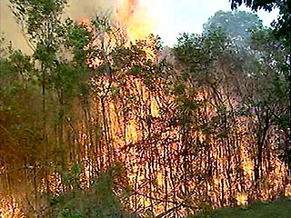 Лесные пожары в Австралии подбираются к Мельбурну и Сиднею