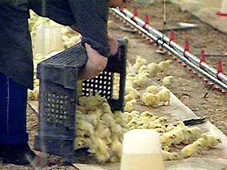 В южном Китае около 2 тысячи цыплят погибли от страха или были задавлены другими напуганными птицами после того, как подростки начали пускать фейерверки, празднуя китайский Новый год
