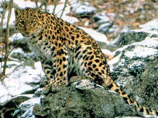 Дальневосточный леопард представляет собой очень редкий вид крупных хищников. По результатам последних учетов, в природе осталось от 25 до 40 дальневосточных леопардов, основная часть которых обитает в юго-западной части Приморья