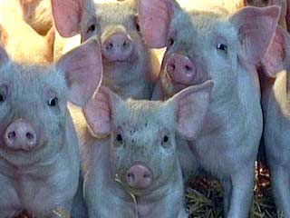 В Новгородской области свиней и кур кормят исключительно молоком и творогом