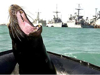 ВМФ США перебросили из Калифорнии в Персидский залив также морских львов