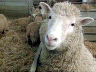 В пятницу умерла овечка Долли - первое клонированное млекопитающее на Земле