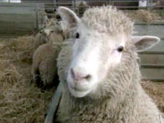 Шотландские создатели овечки Долли объявили, что они усыпили первое млекопитающее, произведенное на свет методом клонирования