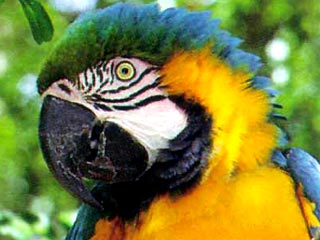 Колибри и попугаи, способные выучить сложные песни, навели ученых на мысль о происхождении правил, по которым строится человеческая речь