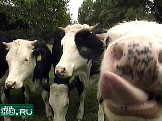 Австрия объявила, что с четверга вводит эмбарго на импорт говядины из Германии