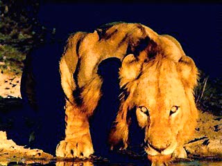 В Малави лев-людоед убил пять человек