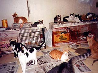 Полиция американского штата Нью-Мексико обнаружила в доме жительницы местности Лас-Крусес около сотни кошек и замороженные трупы еще более 80 животныхПолиция американского штата Нью-Мексико обнаружила в доме жительницы местности Лас-Крусес около сотни кош