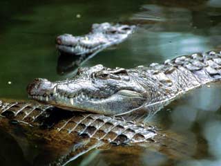 Полиция Таиланда конфисковала сегодня около 10 тысяч крокодилов