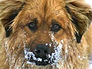 Привычка лизать московский снег может стать причиной рака у собак и кошек