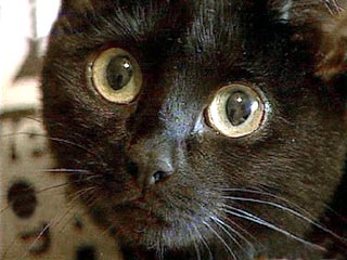 Черные кошки, которые во многих культурах считаются символом неудачи, на самом деле счастливее своих более светлых собратьев